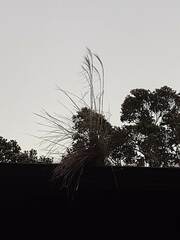 Andropogon bicornis