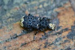 Platyrhinus resinosus