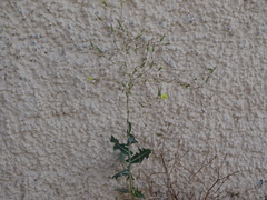 Lactuca serriola
