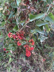 Smilax aspera