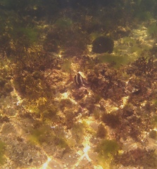 Pseudogoniistius nigripes