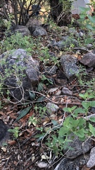 Lampropeltis knoblochi