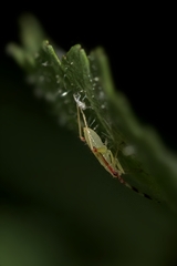 Heteroptera