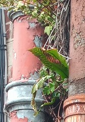 Asplenium scolopendrium