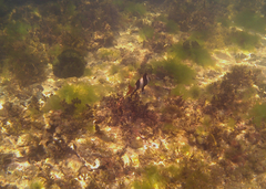 Pseudogoniistius nigripes