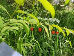 Streptopus amplexifolius