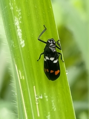Callitettix versicolor