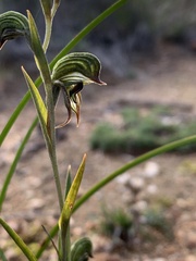 Pterostylis sargentii