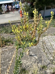 Linaria genistifolia