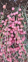 Ephedra distachya