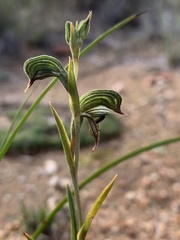 Pterostylis sargentii