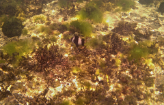 Pseudogoniistius nigripes