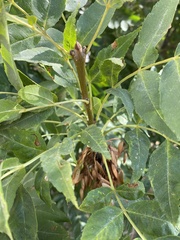 Fraxinus excelsior