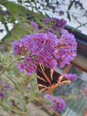 Euplagia quadripunctaria