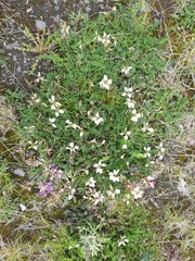 Astragalus alpinus