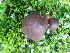 Psathyrella bipellis