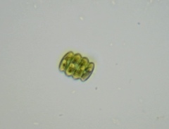Scenedesmus