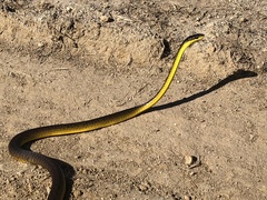 Dendrelaphis punctulatus