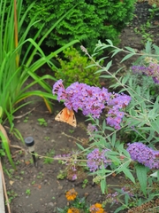 Euplagia quadripunctaria