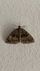 Hydriomena furcata