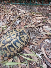 Testudo hermanni