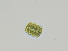 Scenedesmus
