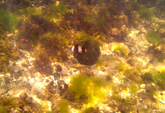 Pseudogoniistius nigripes