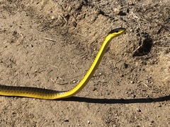 Dendrelaphis punctulatus