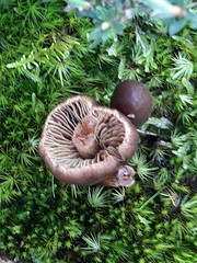 Psathyrella bipellis