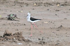 Himantopus himantopus