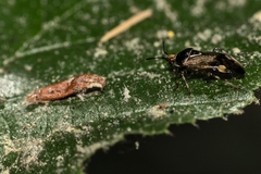 Deraeocoris flavilinea