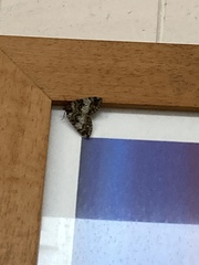 Hydriomena furcata