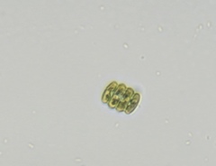 Scenedesmus
