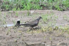 Streptopelia chinensis
