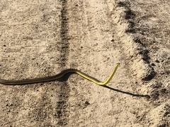 Dendrelaphis punctulatus