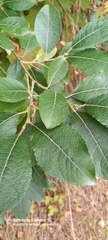 Salix phylicifolia