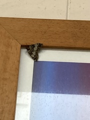 Hydriomena furcata
