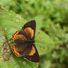 Heliophorus brahma