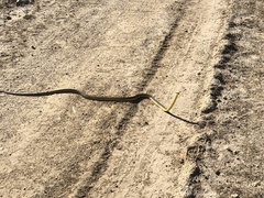 Dendrelaphis punctulatus