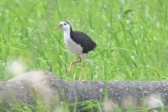 Amaurornis phoenicurus