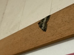 Hydriomena furcata