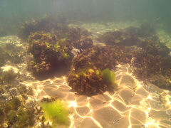 Pseudogoniistius nigripes