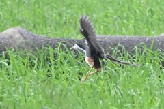 Amaurornis phoenicurus