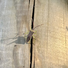 Gonocerus insidiator