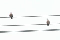 Streptopelia tranquebarica