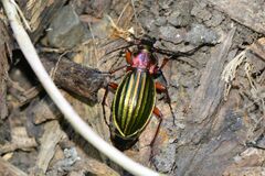 Carabus auronitens