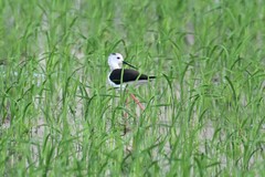 Himantopus himantopus