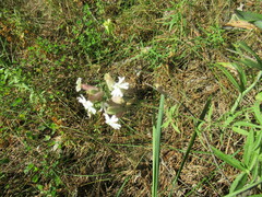 Silene amoena