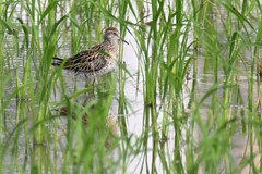 Calidris acuminata