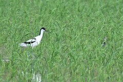 Recurvirostra avosetta